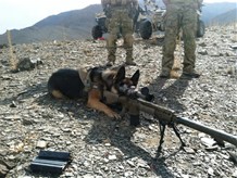 Funny German Shepherd Military Dogs