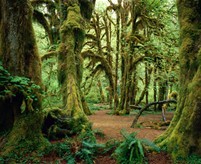 Hall Of Mosses Olympic National Park