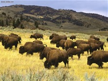 Buffalo Yellowstone National Park