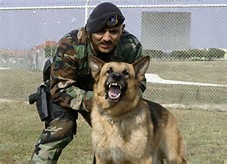 Military Dog And Handler