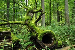 Bialowieza National Park