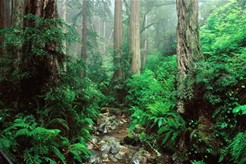 Redwood Forest National Park