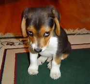 I M Sorry Puppy